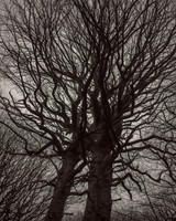 trees #17