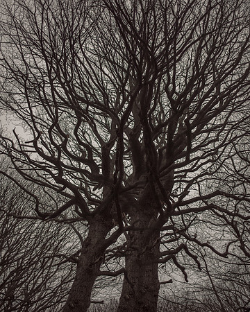 trees #17