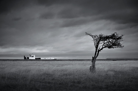 Tree and boat 2