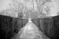 Hedge