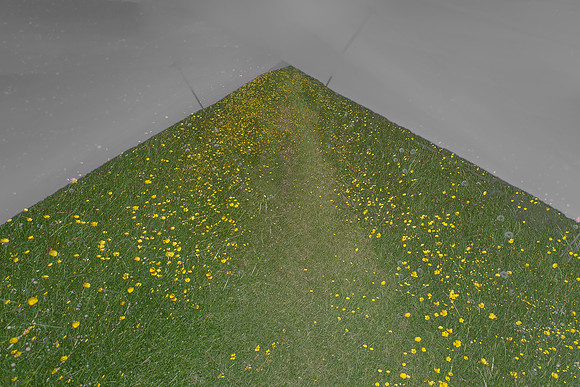 meadow #49