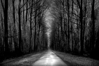 Trees 3