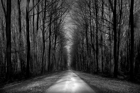Trees 3