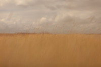 riverbank #17