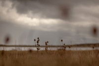 riverbank #14