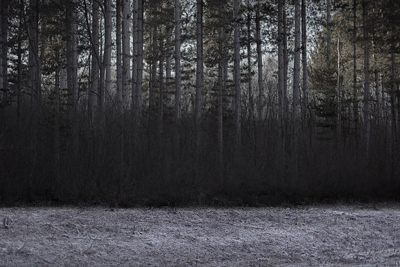 winter forest #5