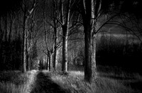 trees