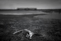 Fox and train
