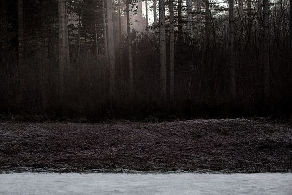 winter forest #2