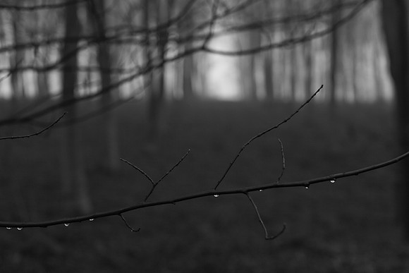 woods 2