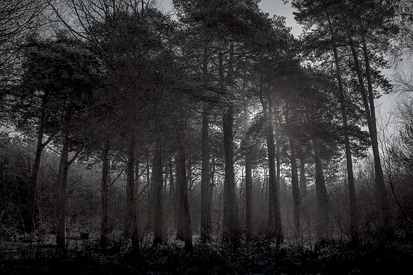 winter forest #6