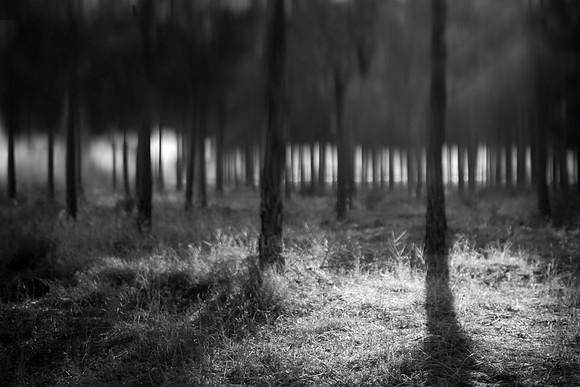45mm tilt shift