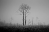 mist 1