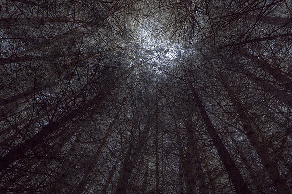trees 11 #306