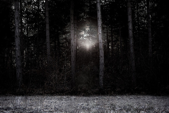 winter forest #4