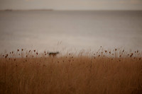 riverbank #6