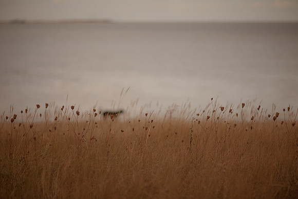 riverbank #6