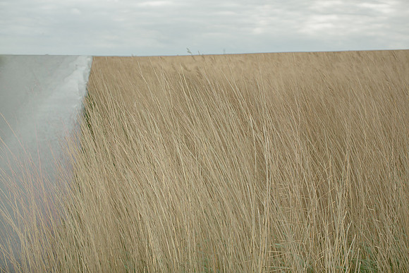 reeds 2 #217