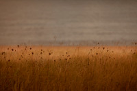 riverbank #4