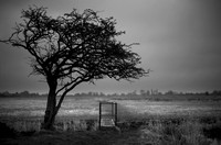 Tree in the rain