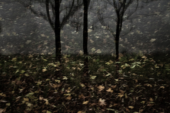 autumn #10