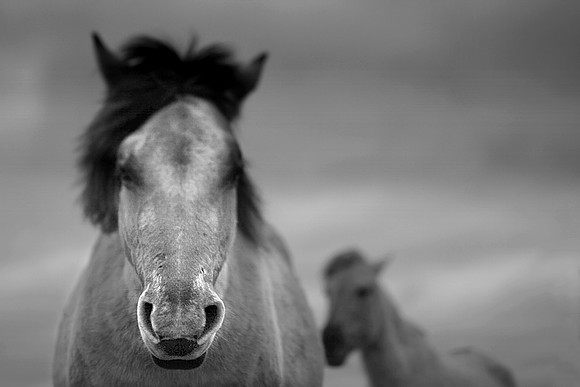 Wild horses 12