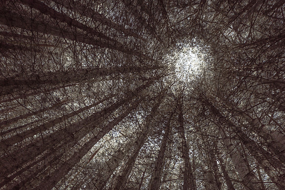 forest 11 #485