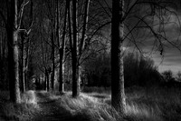 Into the woods 1