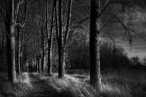 Into the woods 1