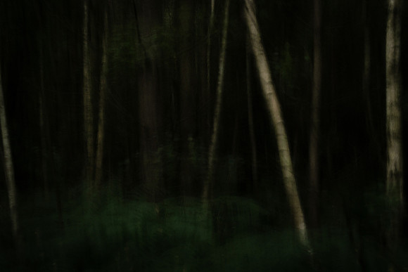 forest 12 #24
