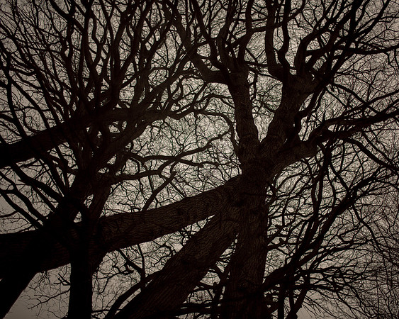 trees #18
