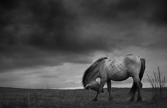 WIld horses 10
