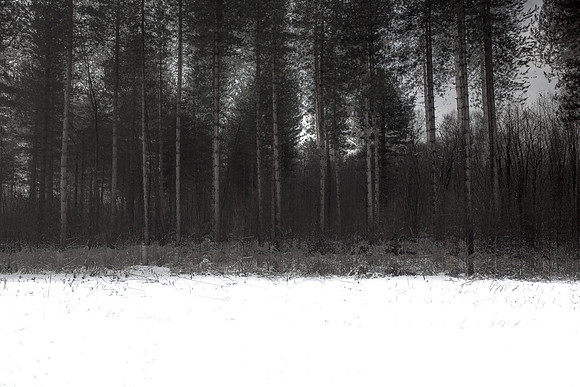 winter forest #8