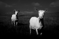 Goat 2