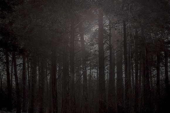winter forest #11