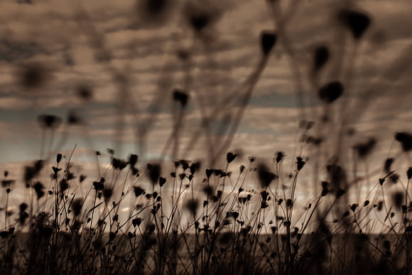 riverbank #1