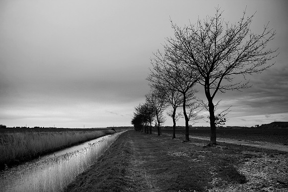 Trees