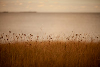 riverbank #7