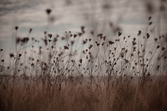 riverbank #12