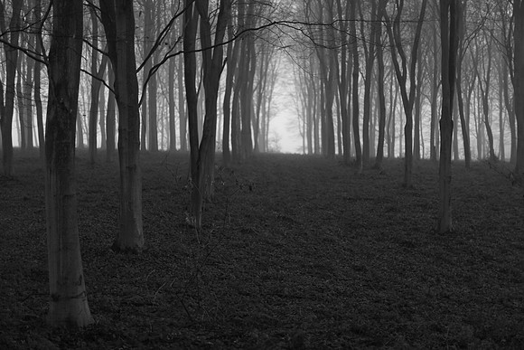 woods 1