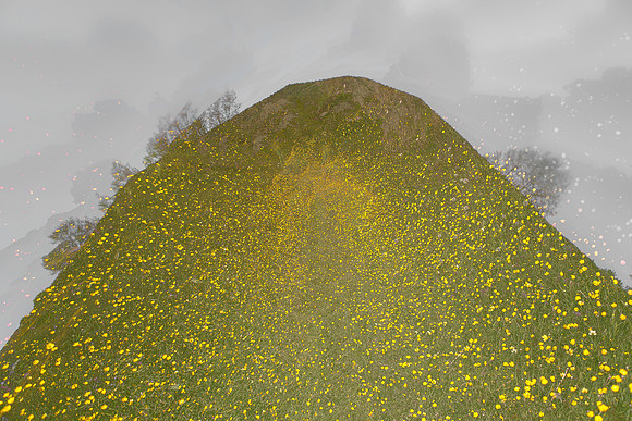 meadow #117