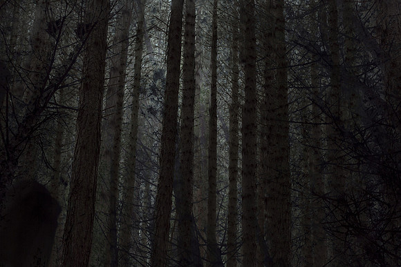 forest 10 #259