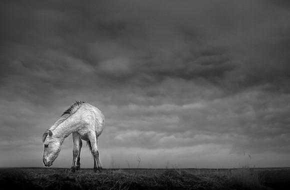 Wild horses 19