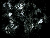 chrisfriel-memorial-1