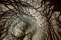 trees #15