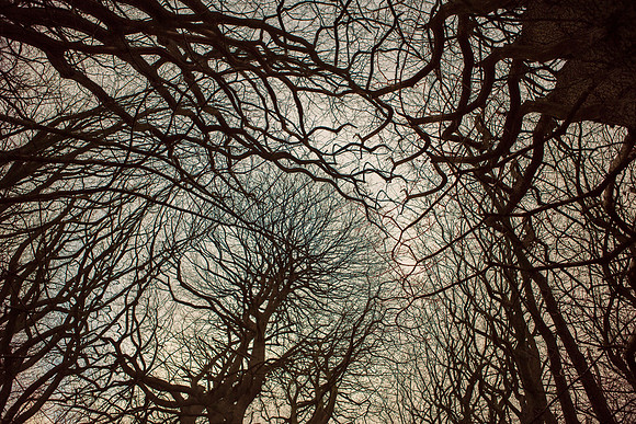 trees #15