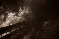 trees #12