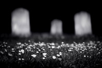 pushing up daisies v2