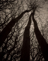 trees #20