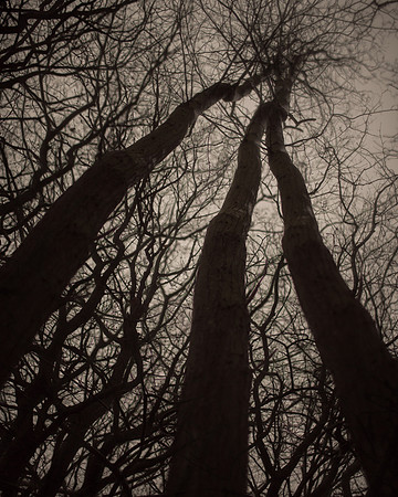 trees #20
